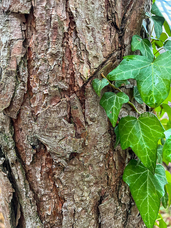 长满绿色植物的粗糙树皮。