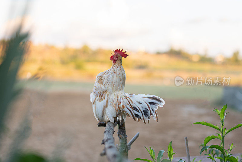 清晨农场里矮脚公鸡啼叫。