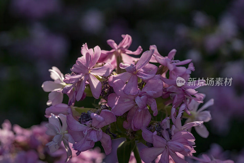 夹竹桃花