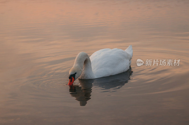 日落时湖面上的天鹅