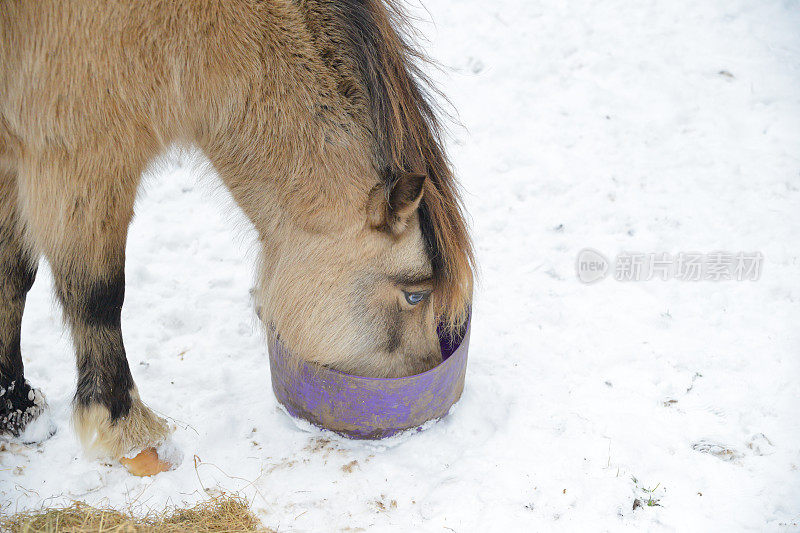 鼻子在饲料槽里——在一个寒冷的冬天，美丽的小马驹在雪地里从紫色的饲料桶里进食，它的头在桶的深处迷失了视线，饥饿地吃着营养丰富的饲料。