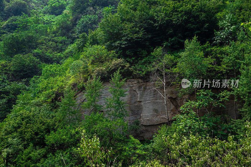 原始森林、自然风光、山谷、丛林、岩石、溪流、林荫小道