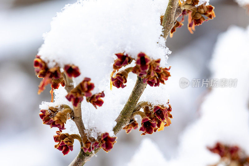 金缕梅在雪中绽放