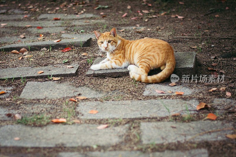 橘色虎斑猫