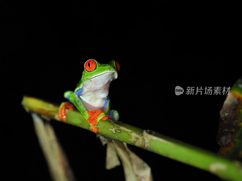 夜晚，红眼树蛙在树枝上