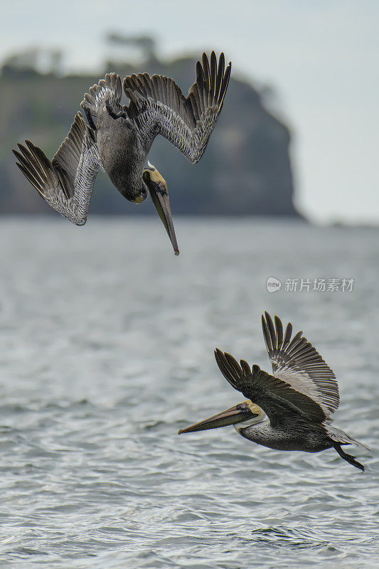 褐鹈鹕