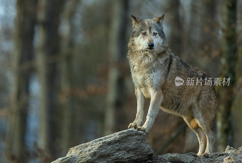 美丽的加拿大雄性森林狼