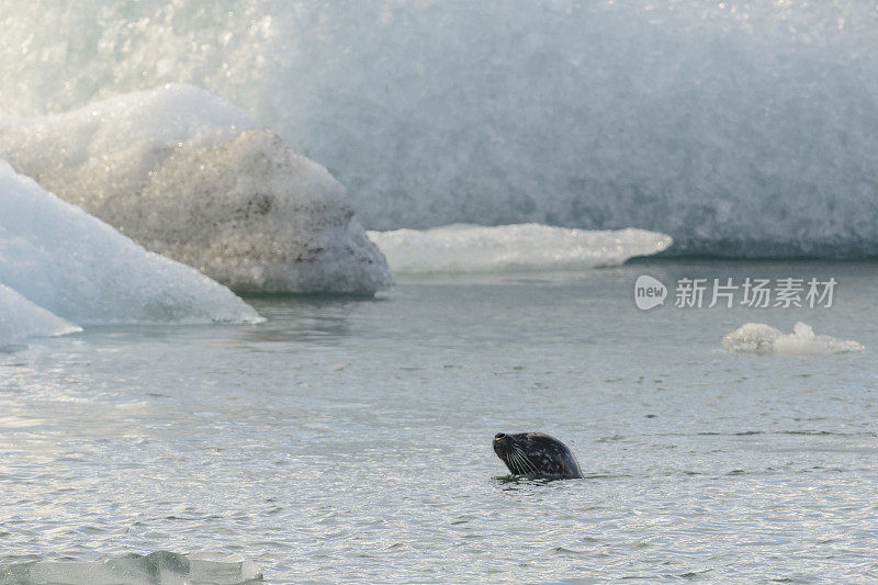 冰岛Jokulsalon冰川泻湖上，一只灰色的海豹在漂浮的冰山之间游动