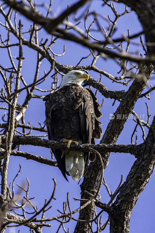 美国秃鹰栖息在一棵老松树上，俯瞰佛罗里达州基西米的一个高尔夫球场