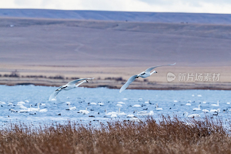 一对号手天鹅在冰川国家公园附近的冰冻湖低飞起飞