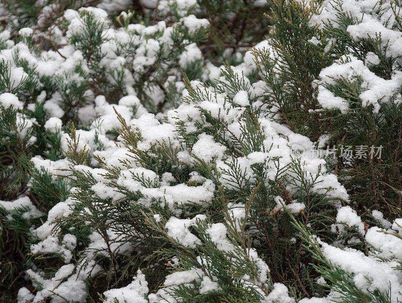 松树上覆盖着雪