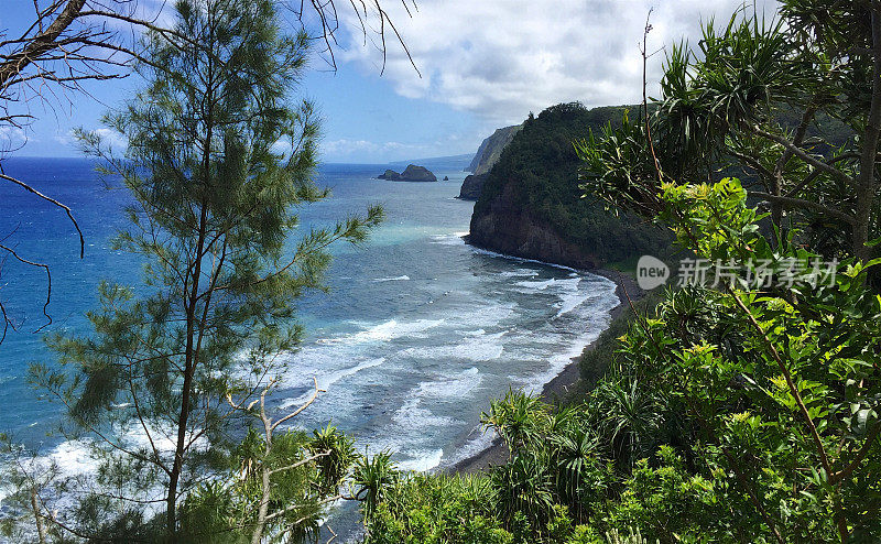 科哈拉海岸-树木景观