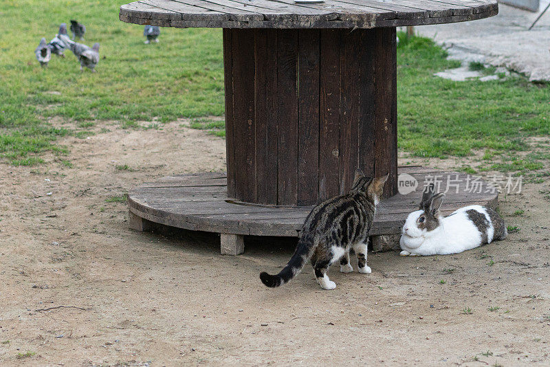 猫和兔子在农场的院子里玩。