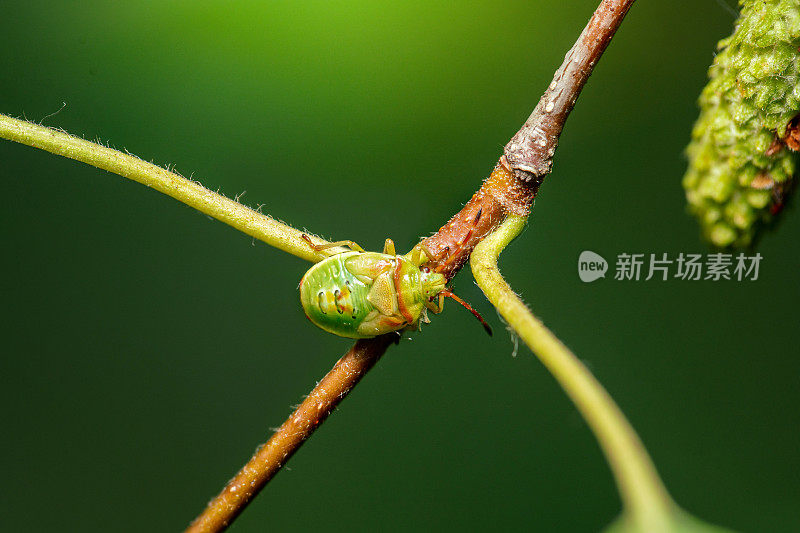 白桦树枝上的绿色臭虫