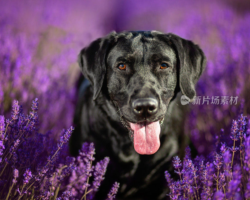 黑色拉布拉多犬在花