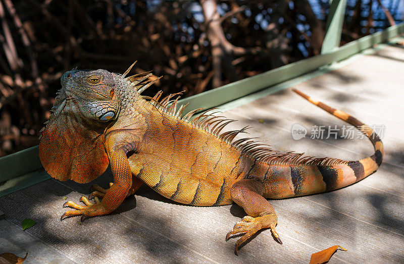 一只野生橙鬣蜥在靠近红树林的桥上休息。