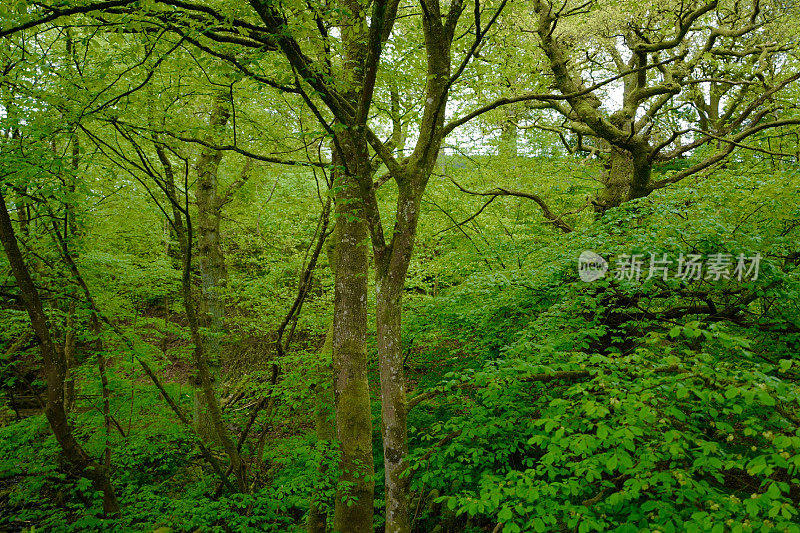 苏格兰高地