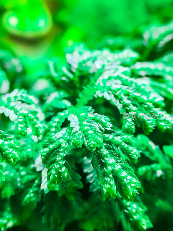 鱼缸里水生植物的特写