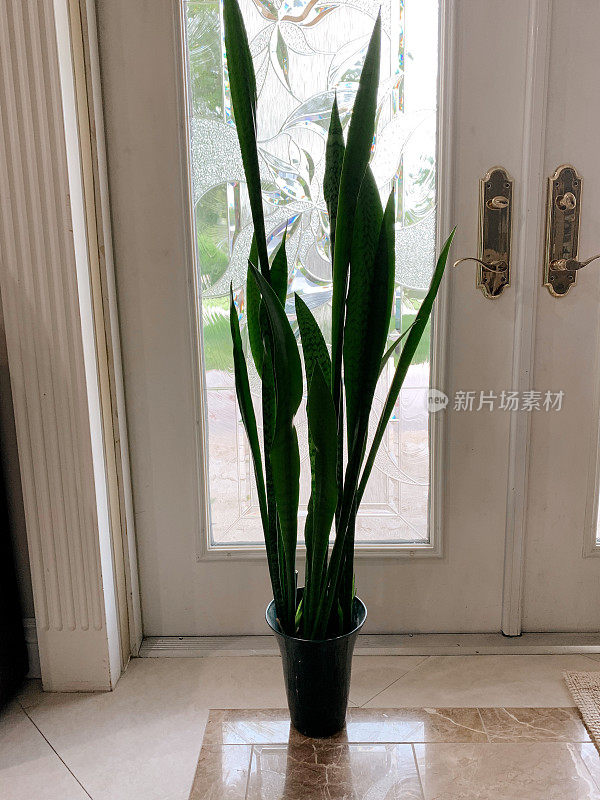 南佛罗里达，一种高的，5英尺高的三叶草“劳伦蒂”蛇在室内作为室内植物生长