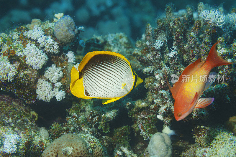 黑背蝴蝶鱼和刺鳍鱼海洋生物黑背珊瑚礁水肺潜水