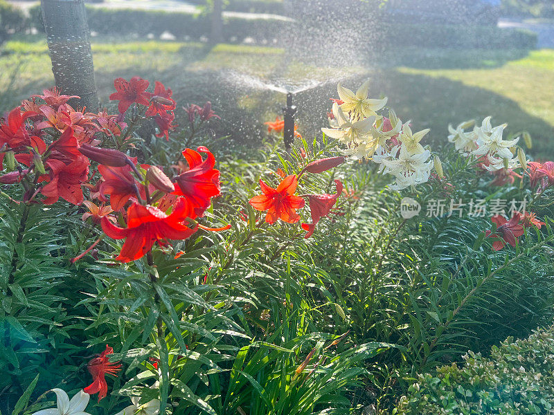 清晨洒水灌溉大院花坛