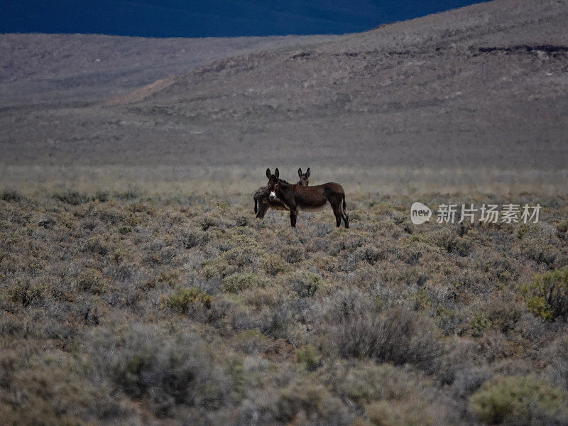酷热中的野驴。内华达沙漠。