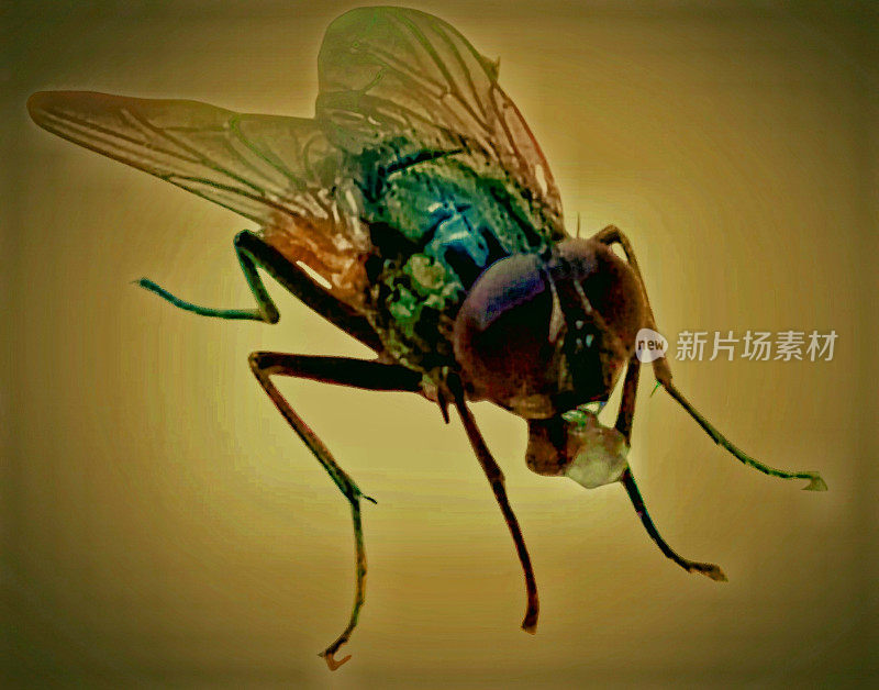 马蝇苍蝇昆虫微距特写图像照片