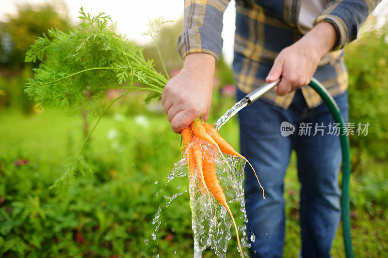 夏天，一名男子在后院的水流下清洗一束新鲜的自家种植的胡萝卜。健康的有机素食。小生意。