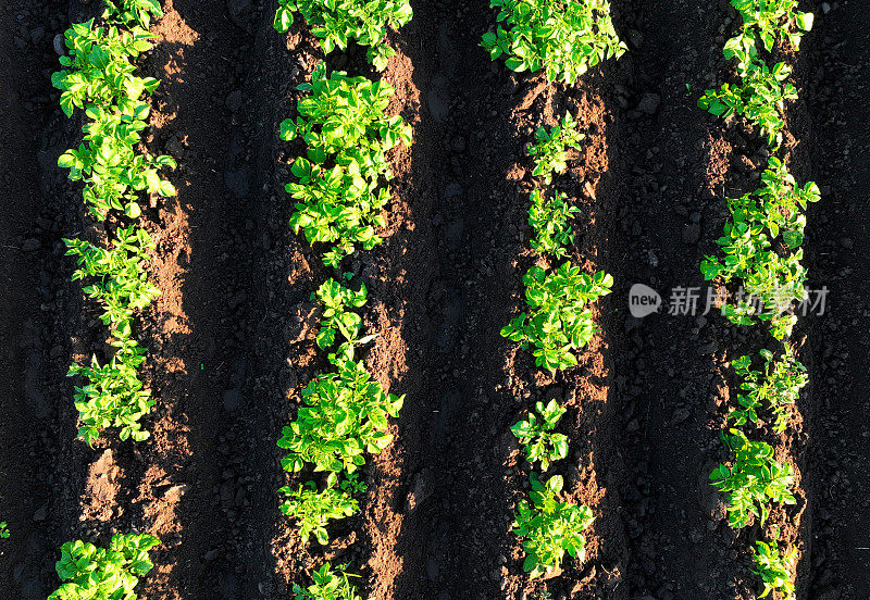 马铃薯种植园，俯视图。成排的绿色马铃薯田。
