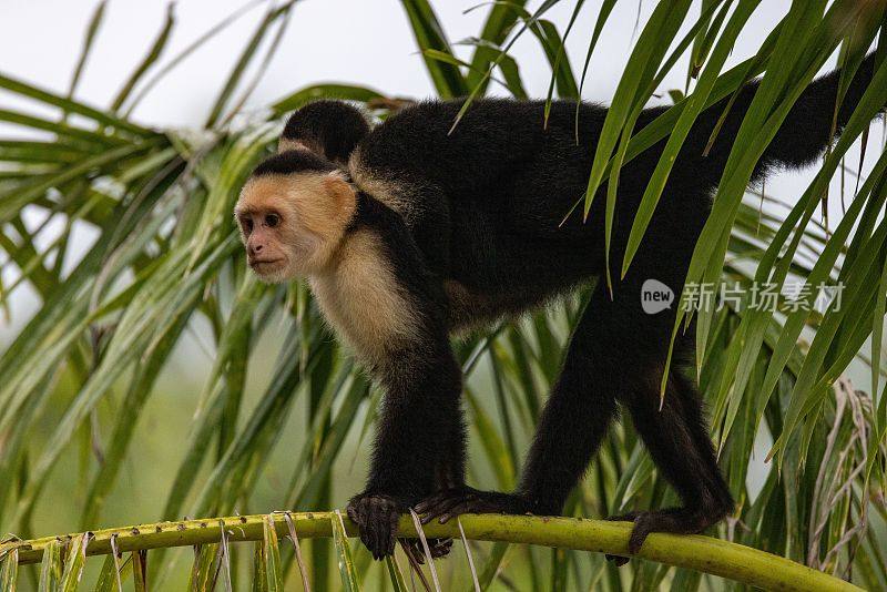 哥斯达黎加奎波斯，一只白脸卷尾猴的特写镜头，背上背着她的孩子