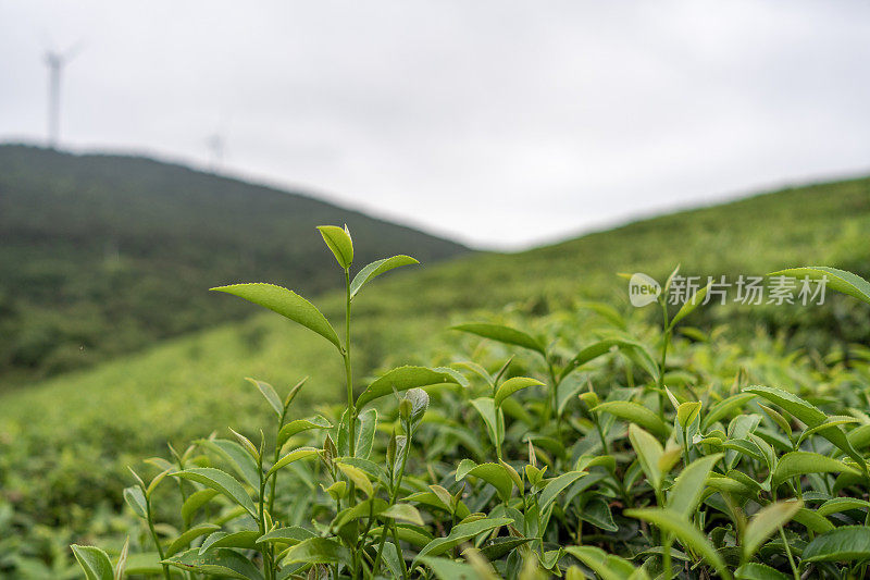 茶园里的茶叶特写