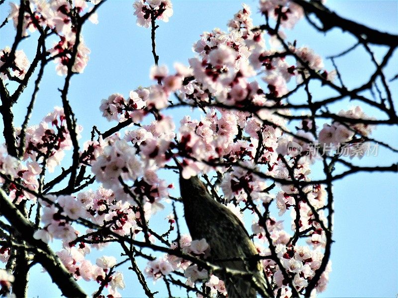 日本。3月底。鸟儿欣赏樱花。