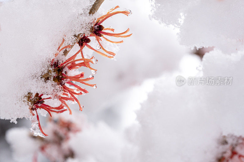 白雪覆盖的金缕梅