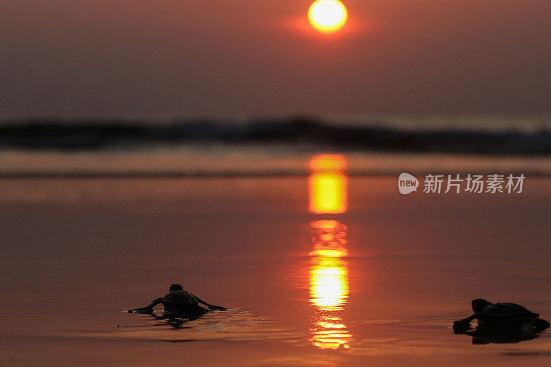 一只小乌龟爬回了亚齐岛的大海