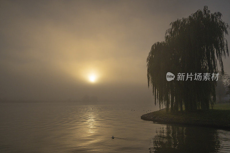 在一个雾蒙蒙的秋天早晨，Kampen的IJssel河的河岸