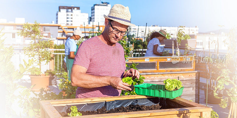 一名男子在屋顶露台的架空花园床上种植蔬菜