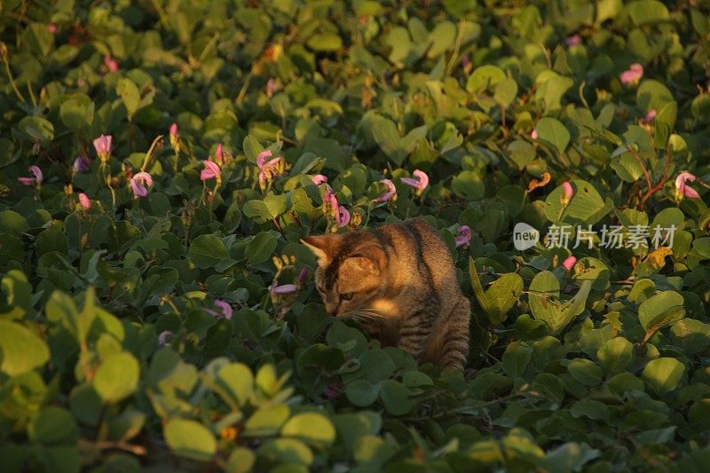 在亚齐日落时，猫在沙滩上放松的后视图