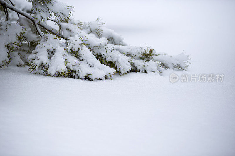 白雪覆盖的松枝