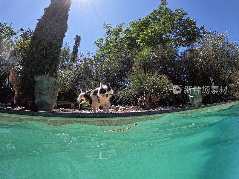 狗在游泳池边玩耍