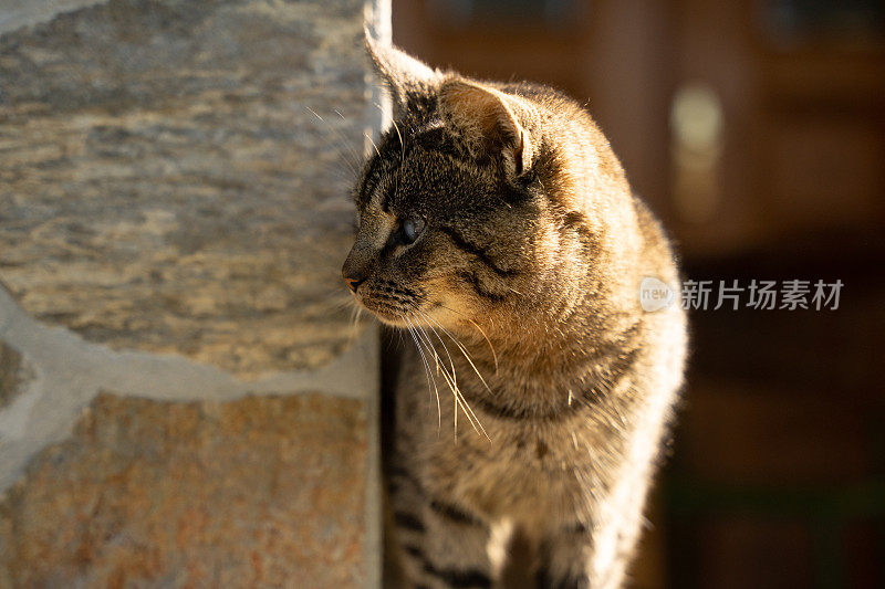 近距离的家猫享受和放松的太阳股票照片