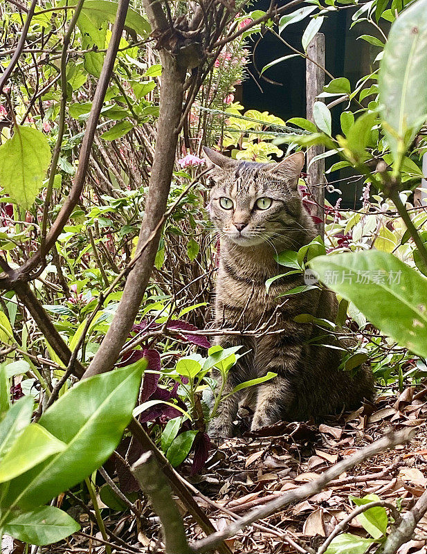 花园的虎斑猫