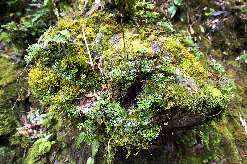 热带雨林苔藓和真菌丛，圣杰拉尔多德多塔，哥斯达黎加