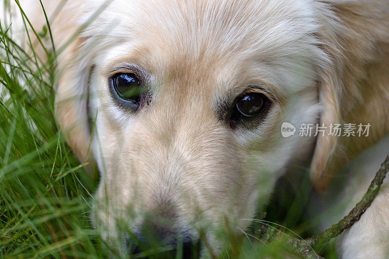 特写肖像十二周大的金毛猎犬小狗在花园，背景与复制空间