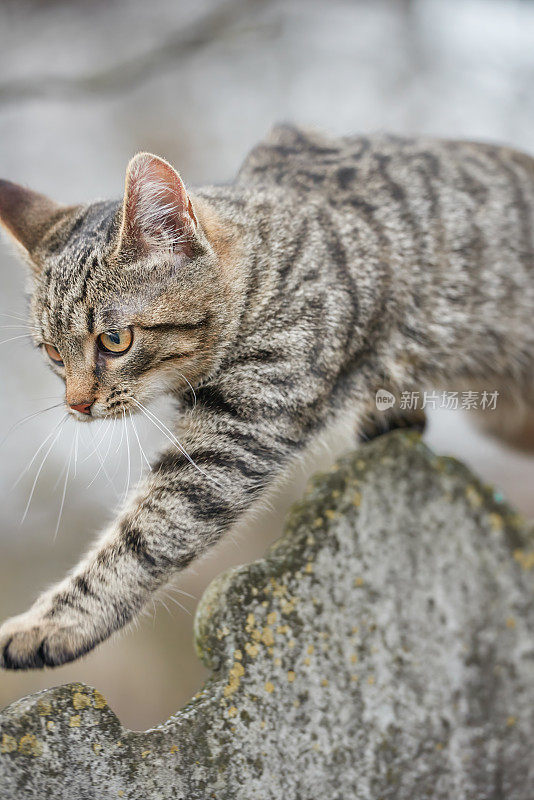 一只年轻的条纹杂种猫沿着栅栏走，看着走的方向。在户外。低角度视图。背面很模糊。