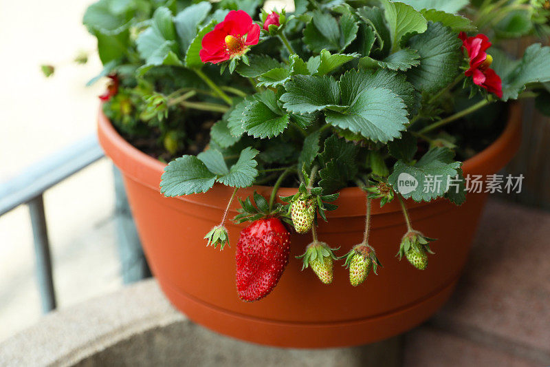 漂亮的草莓植物，成熟和未成熟的果实在锅里，特写