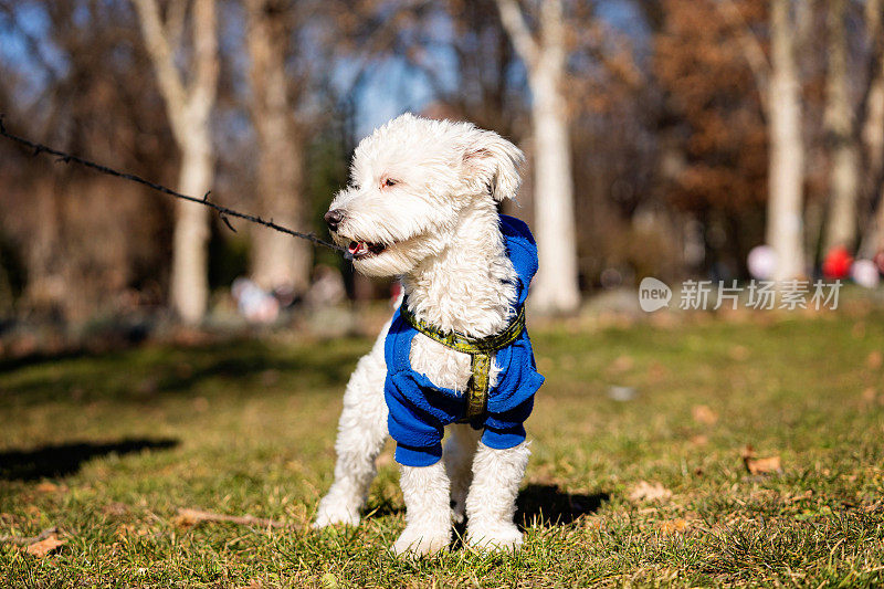 可爱的比熊犬狗