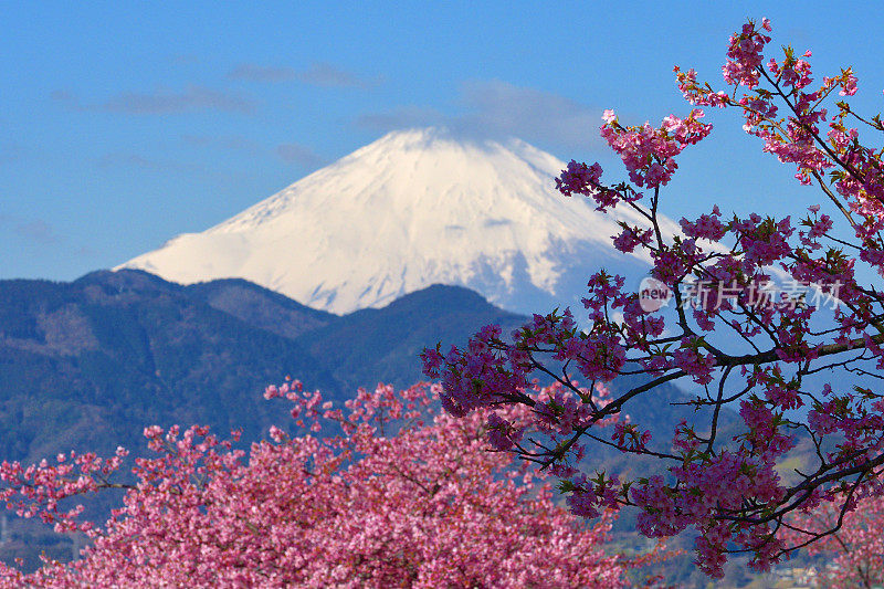 富士山和樱花:从神奈川县松田山眺望