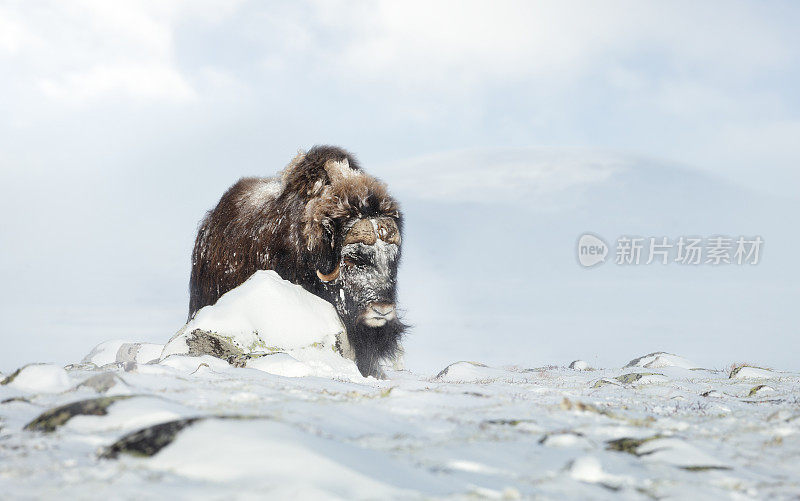 冬天在Dovrefjell山上的麝牛