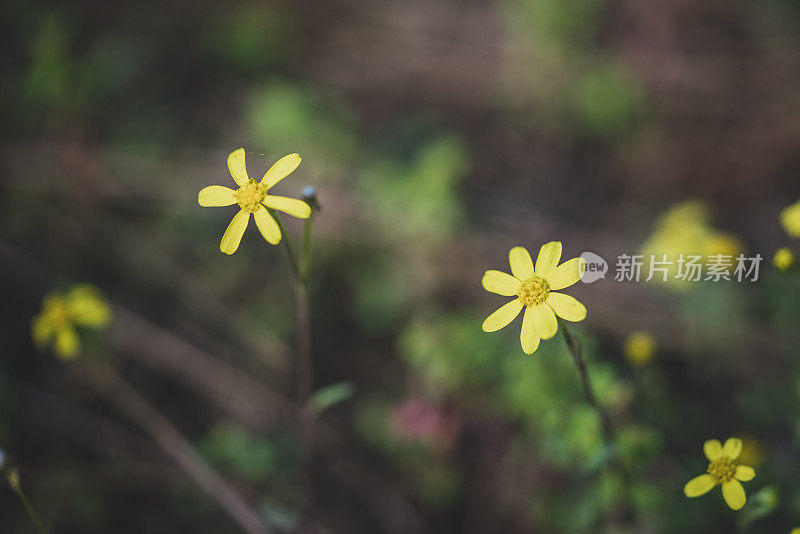 近距离观察大自然中美丽的黄色雏菊