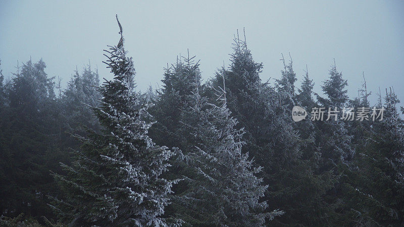 森林与霜冻结晶的树木
